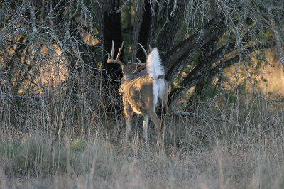 They don't call 'em Whitetails for nothing!