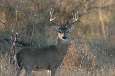 Handsome Buck