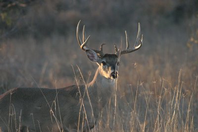 Gnarly brow tines