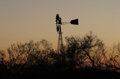 South Texas icon