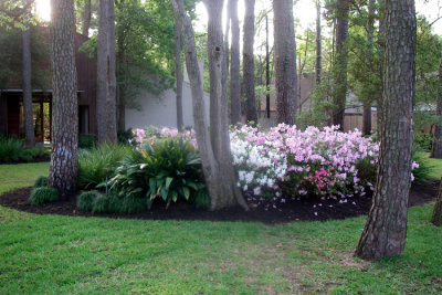 Azaleas March 2007