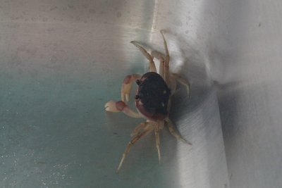 Crab in the sink