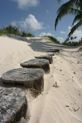 Walking stumps to the beach