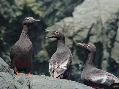 Pigeon Guillemots