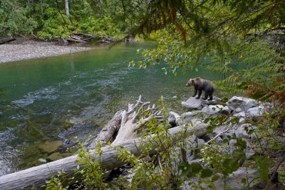 chilcoton grizzly landscape