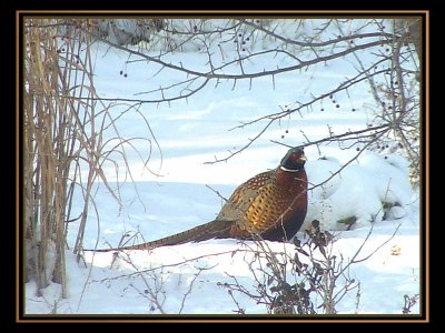 December 4, 2006<br><font size=2>Sony 132<br>Seasons<br>Pheasant in Sun<br><font size=1>Eligible</font></font>