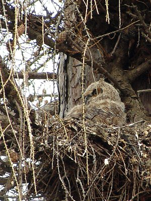 March 27, 2007The Little Owl