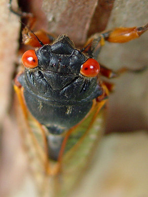 Cicada Invasion 2007