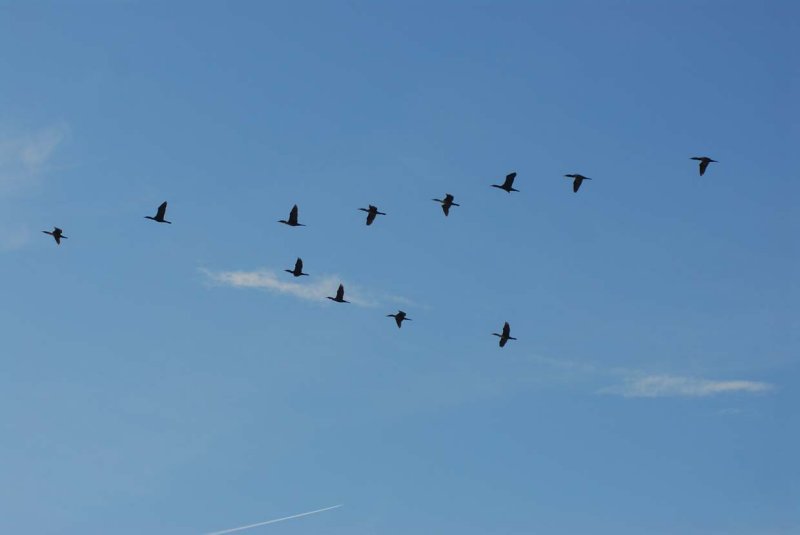 Dike 14--Eastbound cormorants.jpg