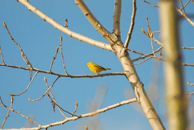 Dike 14--Yellowarbler.jpg