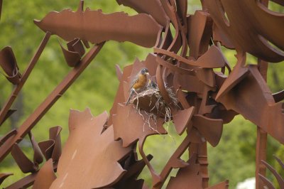 Robins--Cleveland Botanical Society.jpg