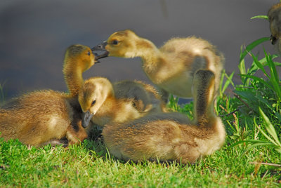 Goslings.jpg