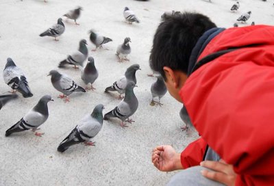 EJ trying to trick the pigeons