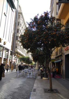 Oranges trees along the streets