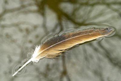 Wildlife