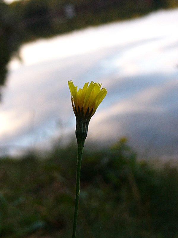 Late Bloomer ~ October 30th