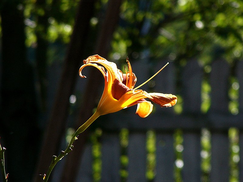 Sun Drenched Lily ~ August 9th