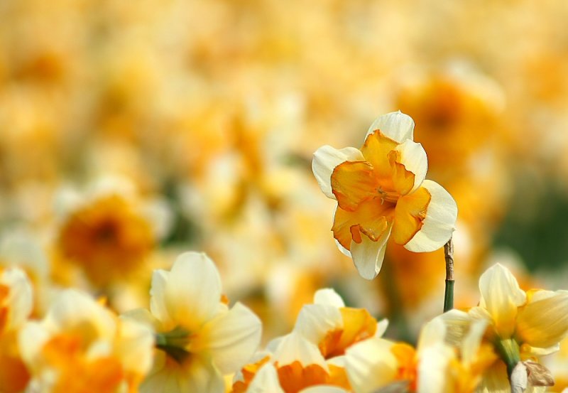 Daffodil on the lookout