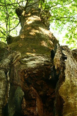 Eik van St. Jean / St. Jeans oak tree