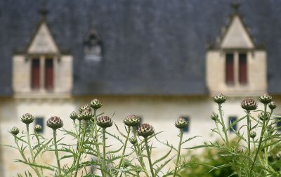 Fontevraud l'Abbaye - garden