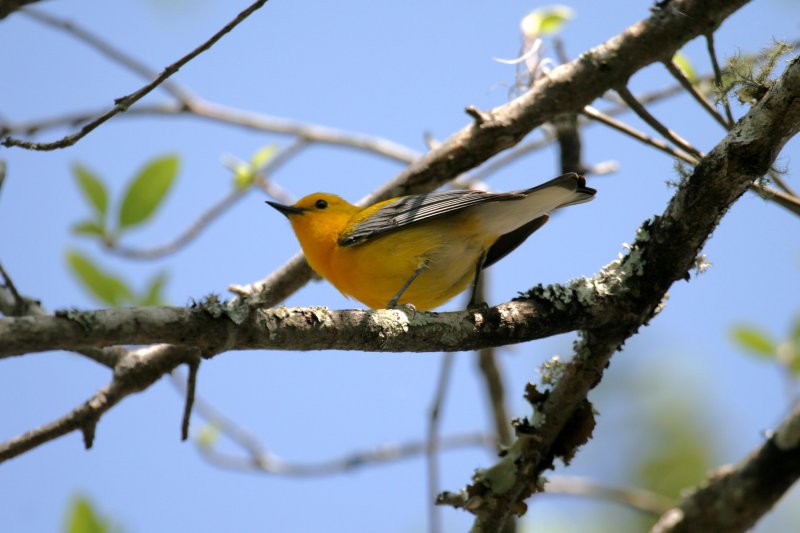 Prothonotary Warbler