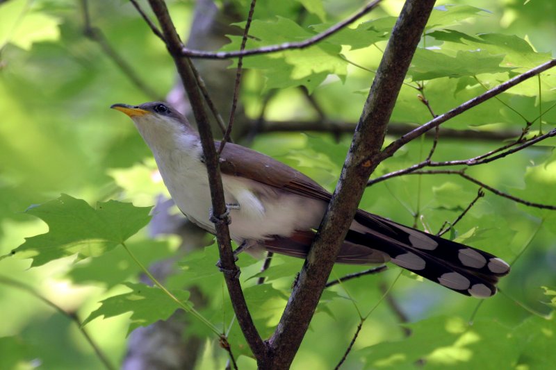 Yellow-billed Cuckoo