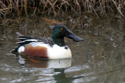 Northern Shoveler