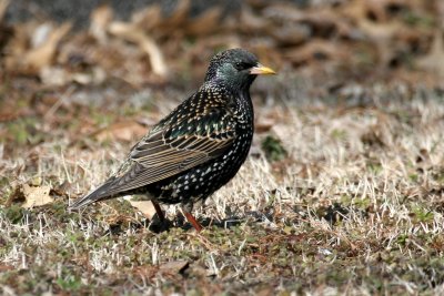 European Starling