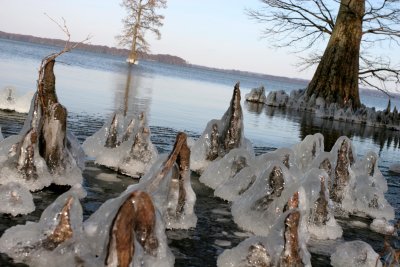 Ice entombed cypress knees
