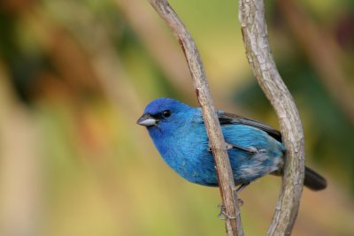 Indigo Bunting