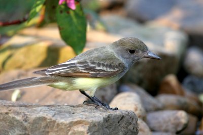 Great-crested Flycatcher