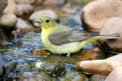 Female Scarlet Tanager