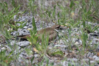 Killdeer on Nest