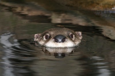 River Otter