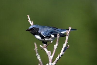 Black-throated Blue Warbler