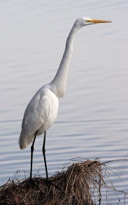 IMG_5334-Egret 2.jpg