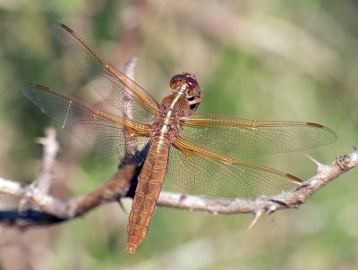 IMG_1971.jpg