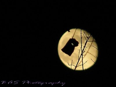 Moon behind a tree