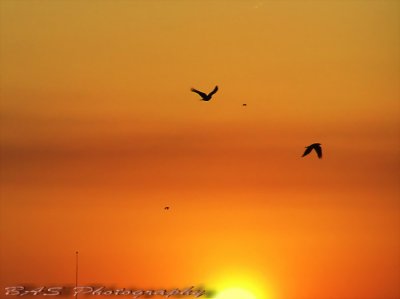 Sunrise