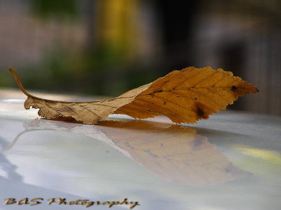 Leaf