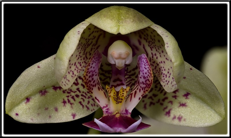 Orchid 1.jpg