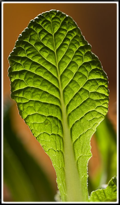 Primula leaf