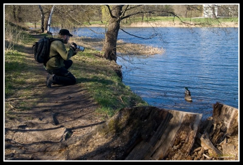 Maffe and the ducks...