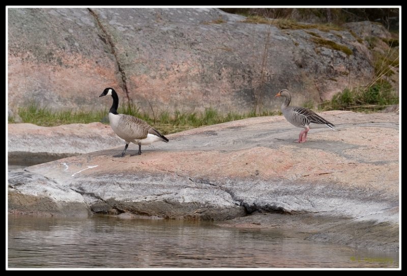 Branta canadensis