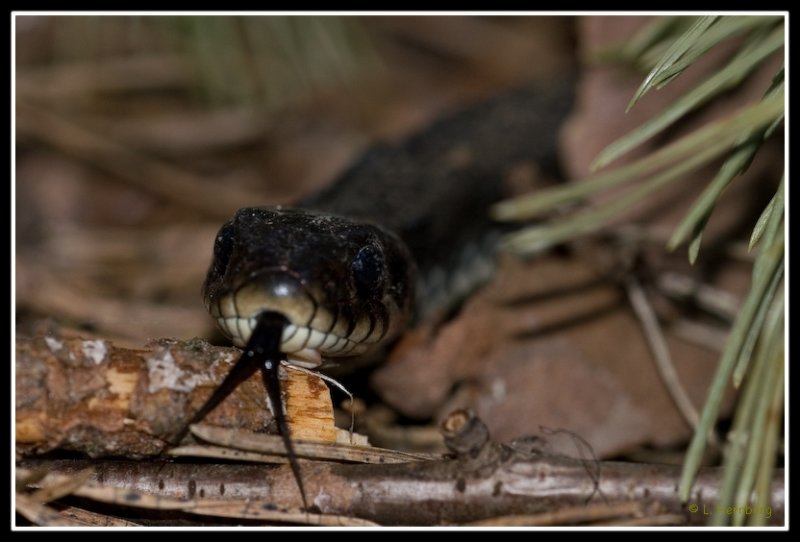 Grass Snake