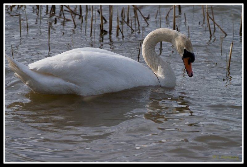 Swan