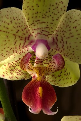 Orchid, Phalaenopsis