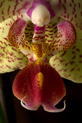 Orchid, Phalaenopsis