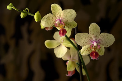 Orchid, Phalaenopsis