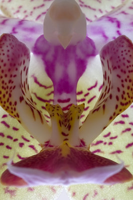 Orchid, Phalaenopsis